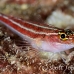 triplefin_striped_hd_lan_h_0003_tha0317.jpg
